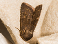 Deep-brown Dart